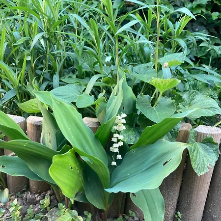 Lejlighed Avec Terrasse Et Parking Au Mans Le Mans